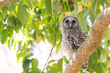 A young barred owl (Strix varia) with its parent in southwest Florida