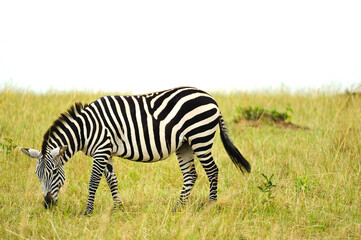 zebras in savanna on safari in Kenya national park. Wild animals in nature 
