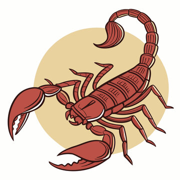 A detailed vector illustration of the Indian red scorpion (Hottentotta tamulus), showcasing its venomous stinger and predatory stance