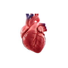 Detailed 3D Illustration of a Human Heart with Coronary Arteries
