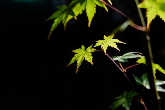Leaves of a Japanese maple tree in bright sunlight