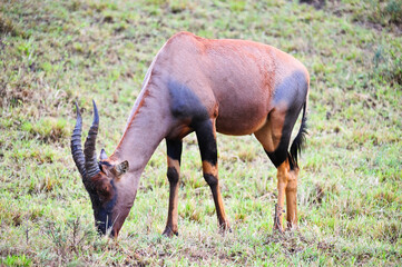 Topi Antelope (Damaliscus lunatus) in Kenya.Topi resemble hartebeest but have a darker coloration and lack sharply angled horns. 