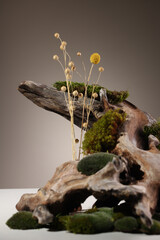 Contemporary still life with dried hydrangea, dried eryngium flowers and brown corkscrew on a dark background Northern natural composition with lichen, moss, branches, dried flowers and driftwood. 
