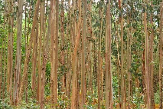 Green desert; eucalyptus forest in Galicia considered green gold by some and invasive vegetation by others