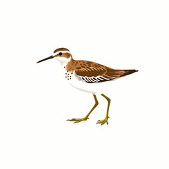 wood sandpiper bird on white background