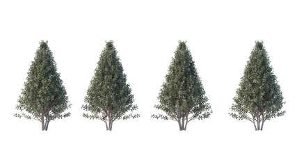 Obraz premium common box tree isolated on transparant background