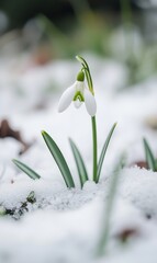 Delicate snowdrop emerging from winter snow
