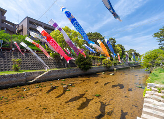 兵庫県西宮市 こいのぼりが泳ぐ夙川公園
