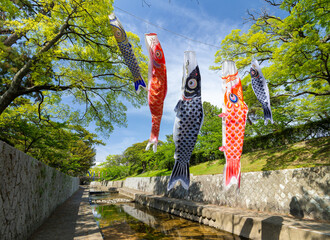 兵庫県西宮市 こいのぼりが泳ぐ夙川公園