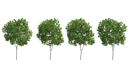 Fototapeta premium elderberry tree isolated on transparant background