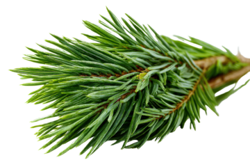 Fresh Green Pine Needles Soft Bundle Ideal for Craft Projects