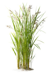 Lush Reeds in Wetland Environment Creating Vibrant Natural Habitat