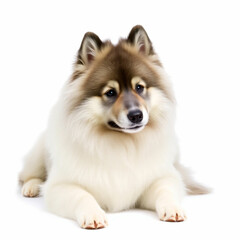 Obraz premium Aerial View of a Keeshond Dog Isolated on White Background Showcasing Its Distinctive Fur and Playful Nature for Pet Lovers and Animal Enthusiasts