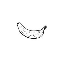 Banana hand drawn in black and white. Line drawn fruit. 