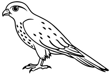 Flying Kestrel Vector