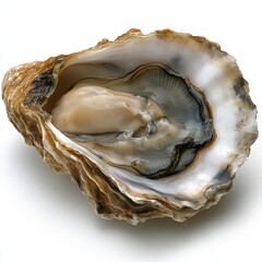 Freshly opened oyster revealing soft meat and delicate texture, prepared for culinary enjoyment