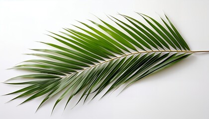 Obraz premium A vibrant green palm frond arches gracefully across white, its detailed leaflets and natural symmetry evoking tropical landscapes, botanical simplicity, and graphic foliage beauty.