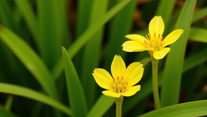yellow flower in spring