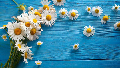 Obraz premium wild chamomile flowers scattered on blue wooden table background table nature whimsy