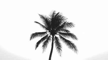 Obraz premium Palm Tree Silhouette: A solitary palm tree stands tall against a clear sky, its silhouette starkly defined against the white backdrop. The image evokes feelings of peace and tranquility.