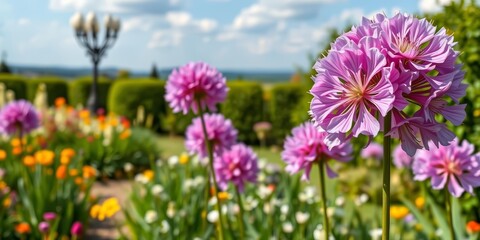 Fototapeta premium Giant allium flowers blooming in a spring garden, panoramic view, hybrid, detail