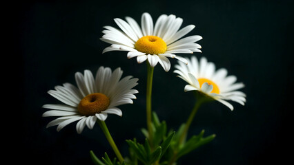 Macro Shot of Daisies with Yellow Centers