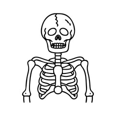 skeleton icon, skeleton line art - simple line art of skeleton, perfect for skeleton logos and icons
