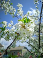 A blooming cherry branch against a clear blue sky. A blurred house in the background adds a soft, peaceful mood. A fresh, vibrant spring scene symbolizing nature's awakening.
