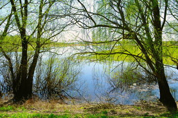 Obraz premium Spring landscape - willow under sunshine on the bank of the small river