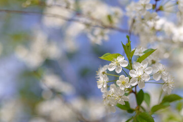 Cherry tree with white flowers. Flowers on branches. The sky is blue.