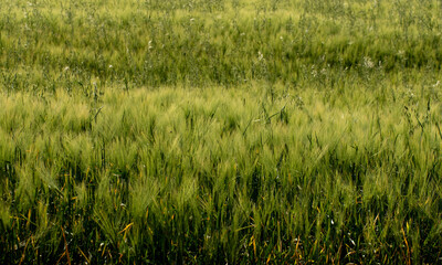 The awns of barley heads dance with the April breeze in the Mediterranean fields as the grains reach the stage of ripening