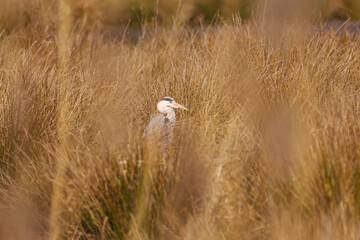 Head of gray heron looking out of reeds, proud gray heron hiding in wilted reeds, brown background,...