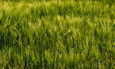 The awns of barley heads dance with the April breeze in the Mediterranean fields as the grains reach the stage of ripening