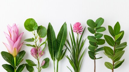 Naklejka premium Vibrant Assortment of Blooming Water Plants Arranged Neatly Against a Textured White Background