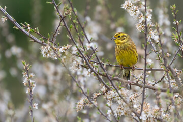 Male yellowhammer (Emberiza citrinella) perched among spring blossoms, Scotland. British songbird in the bunting family. 