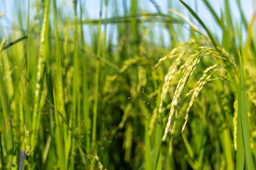 Lush Green Rice Paddy Field Under a Clear Sky