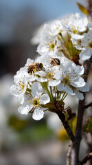 Bees buzzing around delicate white blossoms in a vibrant springtime garden, showcasing nature's beauty and the important role of pollinators