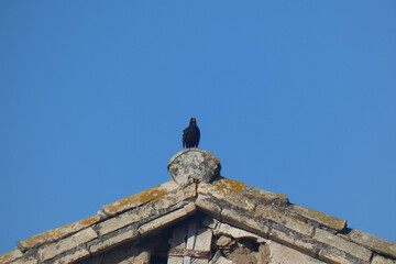 Uccello