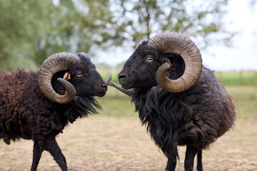 Two black ouessant sheep with large, curved horns stand face-to-face, their horns nearly touching....