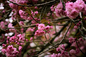 pink cherry blossom in spring