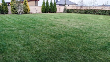 A Plush and Lush Green Lawn Featuring Neatly Trimmed Grass Complimented by Evergreen Fencing