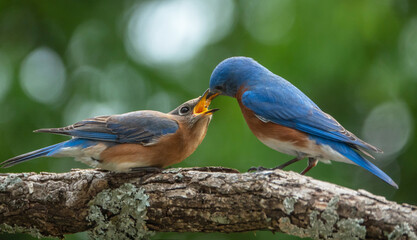 Male Bluebird Feeding a Female