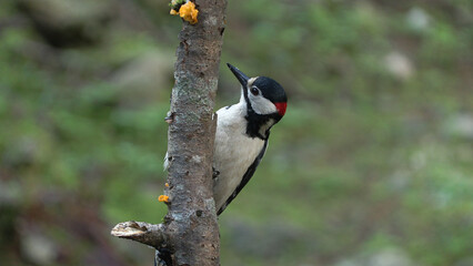 Greater spotted woodpecker(Dendrocopos major) Picchio rosso maggiore	