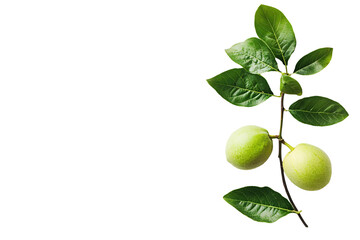 a green fruit on a branch