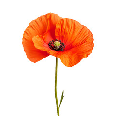 Poppy png