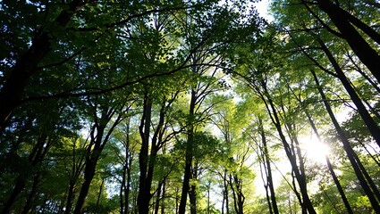 Fototapeta premium Sunlight Filtering Through Lush Forest Canopy, Natural Light