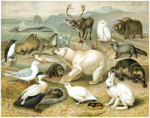 Color illustration of Arctic fauna. Publication of the "Meyers encyclopedia", Vol. 6, Leipzig, Germany, 1910.