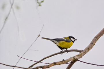 ptactwo, sikorka bogatka, parus major, bogatka zwyczajna, dzika natura, skrzydła, ptak śpiewający © Monika