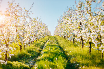 Rows of flowering trees in an apple orchard on a sunny spring day. Agrarian region of Ukraine,...