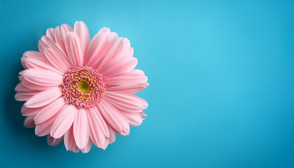 pink daisy flower on a blue background with copy space